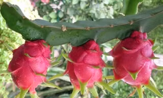 Chữa rôm sẩy bằng quả thanh long