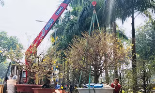 Nhà vườn cẩu mai tiền tỷ bán Tết