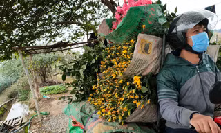 Người dân tìm đủ cách tiêu thụ hoa 