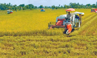 Nâng cao phẩm cấp gạo Việt là hướng đi ưu tiên của ĐBSCL