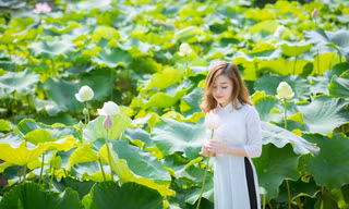 Sen Tây Hồ nở rộ, đẹp lung linh níu chân du khách