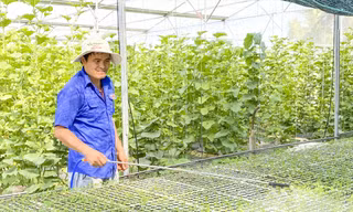 Anh Nguyễn Minh Bảo ở xã Mỹ Hiệp, huyện Phù Mỹ (tỉnh Bình Định) chăm sóc vườn dưa lưới của mình. Ảnh: Trương Định 