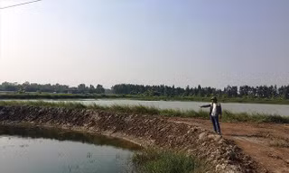 Ruộng bị múc trộm thành ao nhưng chính quyền chây ì xử lý ảnh: Võ Hóa