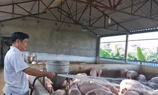 Giá lợn đang tăng lên, nhưng nông dân không được hưởng, vì lợn đã “cạn” vì dịch bệnh. Ảnh: Bình Phương 