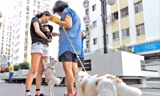 Chó đi dạo ở sân chung cư trong khi không được rọ mõm. Ảnh: Như Ý