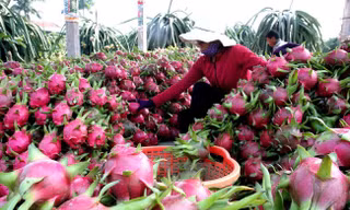 Thanh long - mặt hàng được Trung Quốc ưa chuộng. Ảnh: T.L
