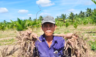 Ông Ngô Hoàng Yến bên ruộng khoai ngoài đồng  