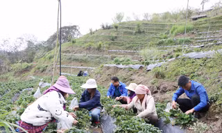 Thanh niên người Mông khởi nghiệp trồng dâu tây trên đất cằn, thu trăm triệu mỗi năm