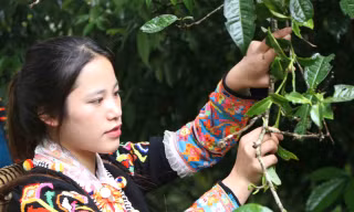 Bảo tồn 'lộc trời' nơi núi rừng biên cương