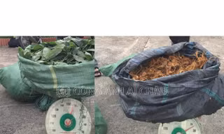 Nhập hơn 100kg sâm 'đểu' về gắn mác sâm Lai Châu bán giá cao