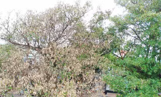 Hàng loạt cây hoa sữa ở TP Buôn Ma Thuột chết bất thường, người dân tiếc nuối 