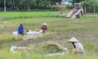 Mưa lớn, vỡ đê, người dân vật lộn cứu hơn 750 ha lúa đang chín