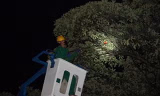 Trắng đêm diệt sâu, cứu cây hoa sữa ở thành phố Buôn Ma Thuột