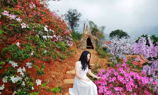 Lên Tây Thiên ngắm đỗ quyên