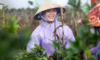 Rộn ràng mùa lặt lá thuê ở thủ phủ mai vàng Bình Định
