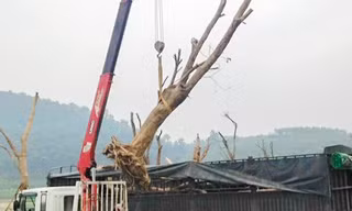 Cẩu cây duối, cần sắt máy cẩu gãy đè người lái tử vong