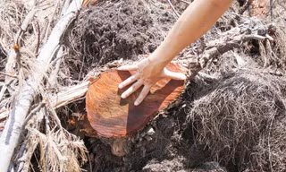 Những gốc cây dương bị chặt phá.
