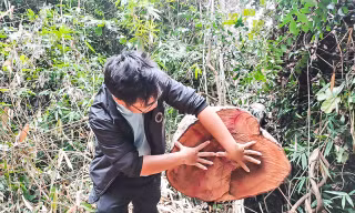 Vụ loạt cây gỗ đường kính lớn bị cưa xẻ, Kiểm lâm Bình Định nói gì?