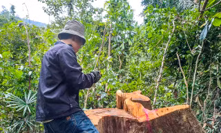 Cận cảnh hiện trường loạt cây gỗ đường kính lớn bị cưa xẻ nằm ngổn ngang ở Vân Canh
