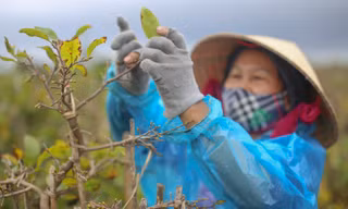 Thủ phủ mai vàng miền Trung 'thay áo' mới đón Tết