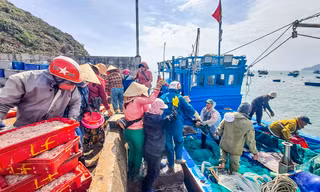 Ngư dân Bình Định 'hốt lộc' đầu năm
