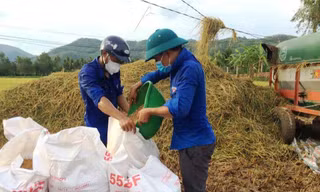 Tuổi trẻ Bình Định ra đồng gặt lúa giúp người dân vùng giãn cách.