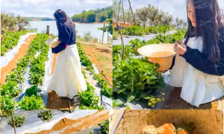 Du khách thích thú lên 'cổng trời' hái dâu