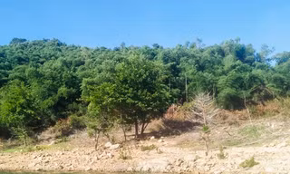 Đã thu hồi 138ha đất rừng phòng hộ cấp sai cho gia đình nguyên bí thư huyện ở Bình Định