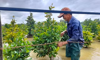 Những chậu mai cảnh bị ngập trong nước lũ. Ảnh: Trương Định