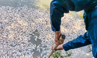 Cá trong hồ Bàu Sen ở Quy Nhơn bất ngờ chết hàng loạt
