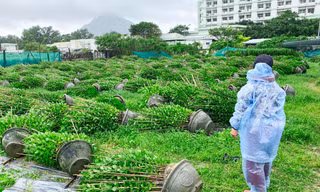 Hàng nghìn chậu hoa tết ở Phú Yên bị gió lớn quật đổ