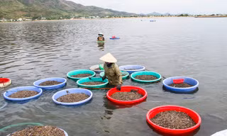 Mưu sinh bằng nghề cào hến trong lòng hồ ở dự án khu đô thị nghìn tỷ
