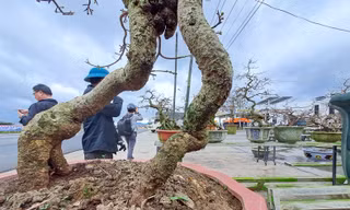 'Thủ phủ' mai vàng của miền Trung rộn ràng vào Tết