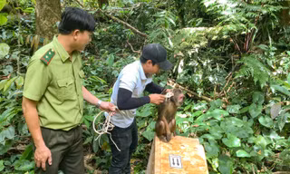 Thả cá thể động vật rừng quý hiếm về tự nhiên. Ảnh: P.T