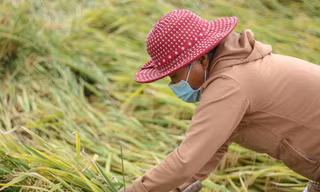 Lúa ngã rạp đồng, nông dân tranh thủ gặt sau đợt mưa lớn bất thường