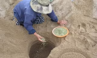 Làng làm giá đỗ 'độc nhất vô nhị'