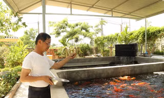 Đánh liều nuôi cá Koi Nhật Bản, cựu binh kiếm hàng trăm triệu mỗi năm