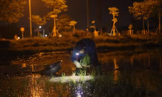 Nắng nóng như rang, người dân chong đèn cấy lúa đêm