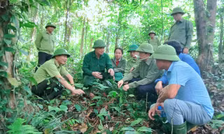 Làm giàu dưới những tán rừng xanh