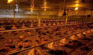 Chập điện trong đêm, gần 10.000 con gà chết