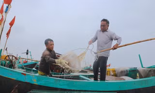 Vào mùa thu hoạch sứa, ngư dân kiếm tiền triệu mỗi ngày