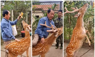 Thủ phủ nuôi hươu: Từ cắt nhung đặc sản tới du lịch trải nghiệm