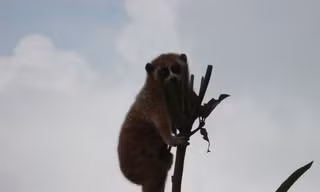 Nhiều loại động vật quý trong khu rừng được ví như 'viên ngọc xanh'