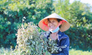 Nông dân 'đội nắng' thu hoạch cây dược liệu ở Hà Tĩnh