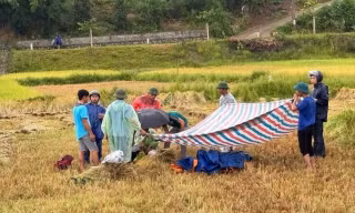 Người đàn ông bị sét đánh tử vong khi đang gặt lúa