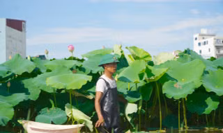 Lội bùn lấy ngó sen, nông dân kiếm bộn tiền