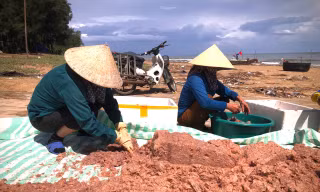 Đánh bắt ruốc biển sau mưa lũ, ngư dân kiếm tiền triệu mỗi ngày