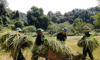 Bộ đội xuống đồng giúp dân gặt lúa 'chạy' bão
