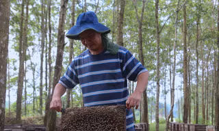 Nghề chăn ong du mục