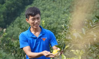 Kỹ sư nông nghiệp về quê trồng cam, mỗi năm thu hàng trăm triệu đồng